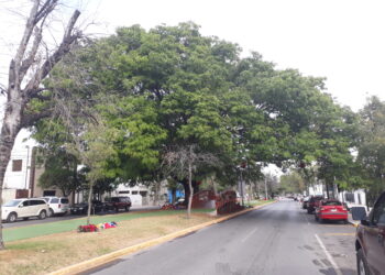 Día Mundial del Árbol… ¿Ya plantaste el tuyo?