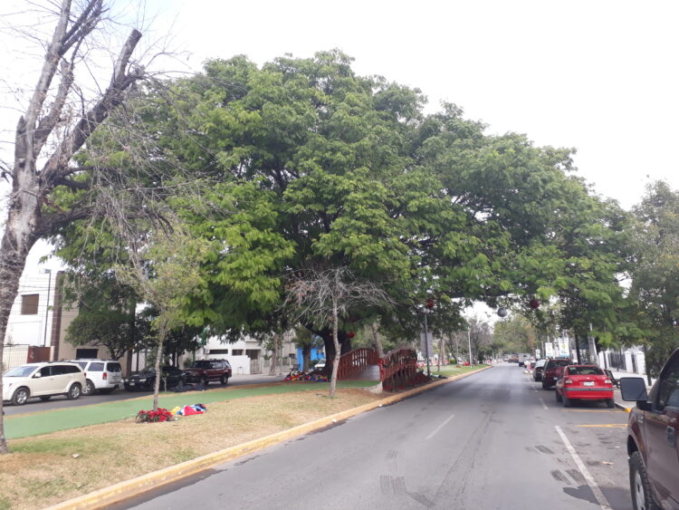 Día Mundial del Árbol… ¿Ya plantaste el tuyo?