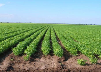 Da INIFAP bases para frijol de temporal en norte y centro de Tamaulipas en PV