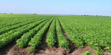 Da INIFAP bases para frijol de temporal en norte y centro de Tamaulipas en PV