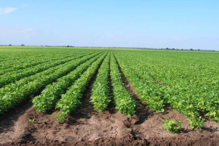Da INIFAP bases para frijol de temporal en norte y centro de Tamaulipas en PV