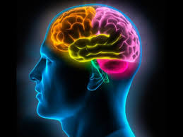 Hoy es el día mundial del cerebro