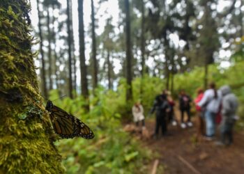 En Canadá policías atacan a trabajadores mexicanos al confundirlos con narcos