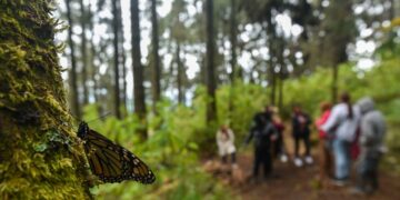 En Canadá policías atacan a trabajadores mexicanos al confundirlos con narcos