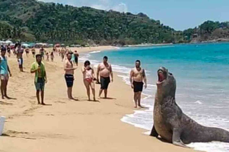 Elefante marino descansa en playas de Nayarit