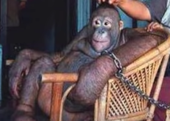 Conoce la desgarradora historia de Pony, la orangután de Indonesia  