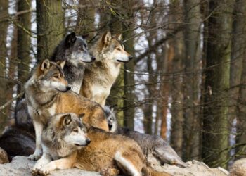 Dato interesante: ¿Por qué aúllan los lobos?