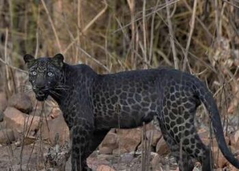 Joven logra capturar la fotografía de un leopardo negro