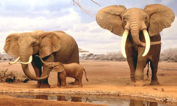 Hoy se celebra el día internacional del elefante. Cuidemos de esta gran especie