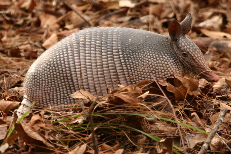 Hoy es el día internacional del armadillo