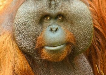 Hoy es el dia mundial del orangután