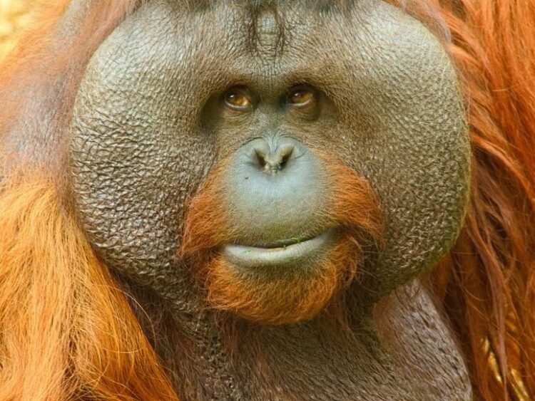 Hoy es el dia mundial del orangután