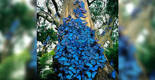 Fotógrafo captura la alucinante imagen de un árbol repleto de mariposas azules