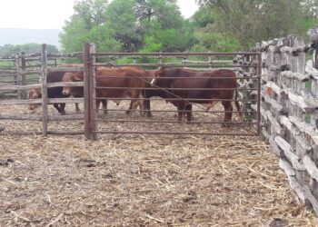 Ganaderos de Tamaulipas reciben subsidios de 4 mdp en Mejoramiento Genético