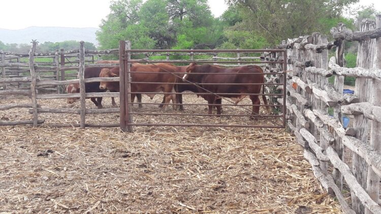 Ganaderos de Tamaulipas reciben subsidios de 4 mdp en Mejoramiento Genético