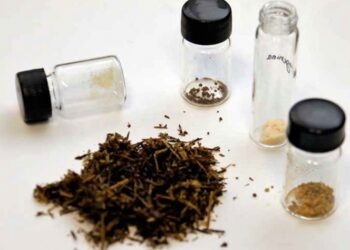 Descubre IPN que la planta aceitilla reduce colesterol y triglicéridos