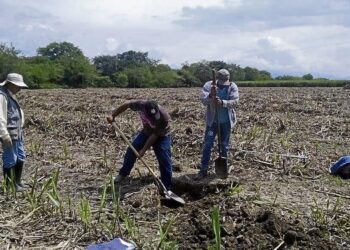 Deteriorados 64% de suelos agrícolas, impulsan conservación