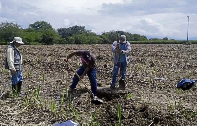 Deteriorados 64% de suelos agrícolas, impulsan conservación