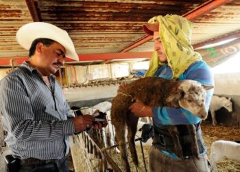 Reconocen labor de veterinarios en producción animal y seguridad alimentaria