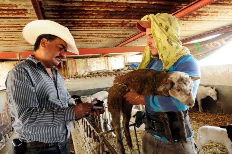 Reconocen labor de veterinarios en producción animal y seguridad alimentaria