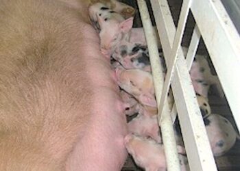 INIFAP desarrolla vacunas de nueva generación y métodos diagnósticos en PCR 