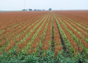 Sorgueros buscan espacio en la agenda de AMLO en Tamaulipas el 28