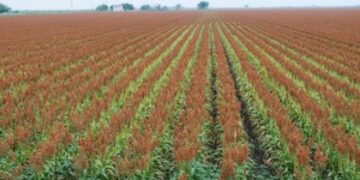 Sorgueros buscan espacio en la agenda de AMLO en Tamaulipas el 28