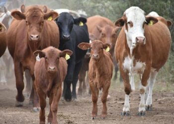 Abren ventanilla para registro del fierro de los ganaderos