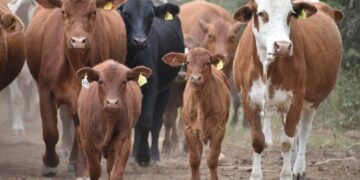 Abren ventanilla para registro del fierro de los ganaderos
