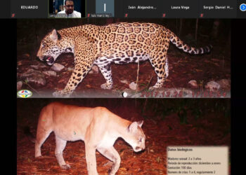 Científicos de la UAT contribuyen a la conservación del jaguar