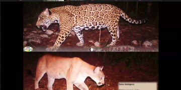 Científicos de la UAT contribuyen a la conservación del jaguar
