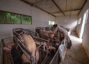 Crean México, EU y Canadá grupo de trabajo de salud porcina