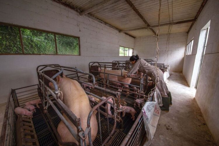 Crean México, EU y Canadá grupo de trabajo de salud porcina