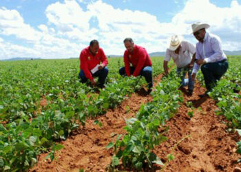 Crean variedades mejoradas de frijol para agricultores de pequeña escala