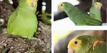 Impulsa UAT proyecto para la conservación del Loro Cabeza Amarilla