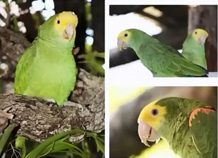 Impulsa UAT proyecto para la conservación del Loro Cabeza Amarilla