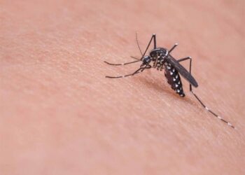 Combate a los mosquitos con estos 3 repelentes naturales