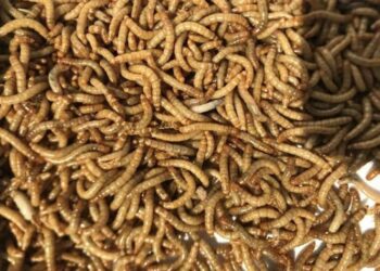 El gusano de la harina amarillo, prometedora fuente alimenticia