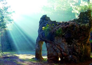 Celebra UAT los 35 años del Decreto de Reserva de la Biosfera El Cielo