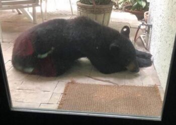 Cae el oso más buscado en Nuevo León; sorprendido dormido