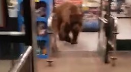 VIDEO: Oso se mete a supermercado por bolsa de frituras