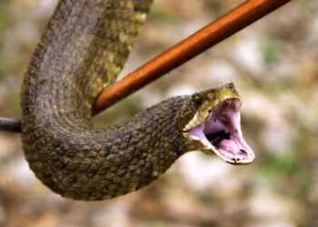 Hoy es el Día Internacional de Concienciación sobre la Mordedura de Serpiente
