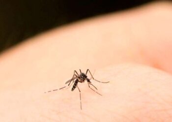 ¿Cuál es el olor favorito de los mosquitos?