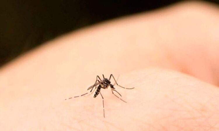 ¿Cuál es el olor favorito de los mosquitos?