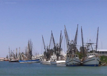 Termina veda del camarón; flota seguirá inmóvil por falta de subsidio al diésel