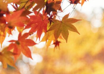 Se acerca otoño y su equinoccio