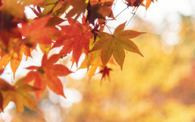 Se acerca otoño y su equinoccio