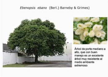 Recomiendan investigadores sembrar árboles nativos en zonas urbanas