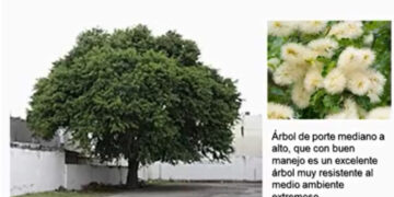 Recomiendan investigadores sembrar árboles nativos en zonas urbanas