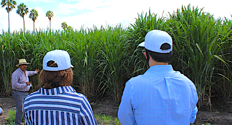 Sube hasta 40% producción en caña de azúcar con fertilizante biológico